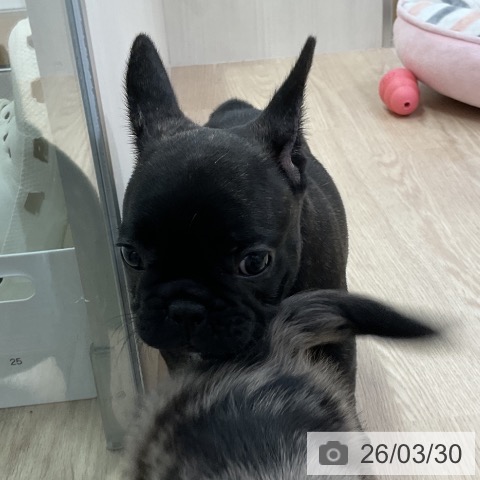 フレンチ・ブルドッグの写真