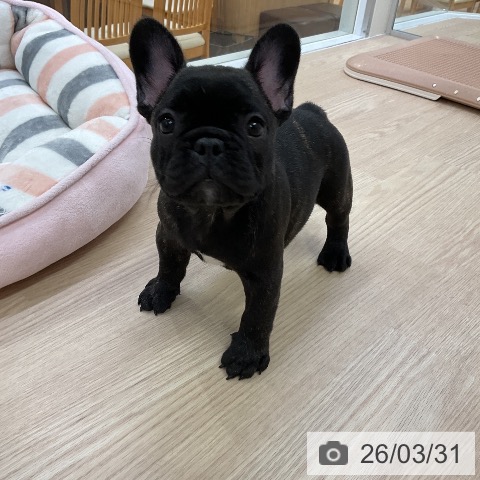 フレンチ・ブルドッグの写真