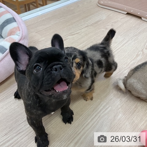 フレンチ・ブルドッグの写真