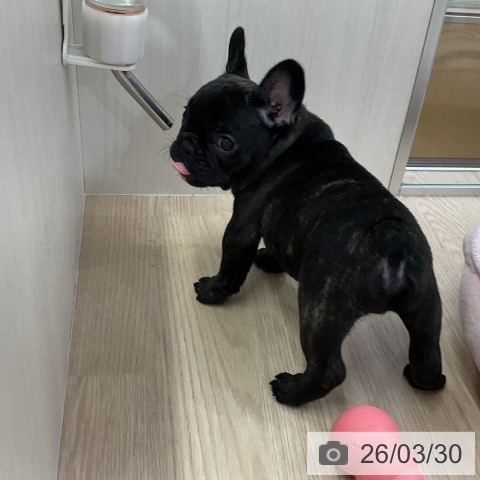 フレンチ・ブルドッグの写真