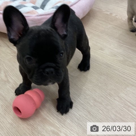 フレンチ・ブルドッグの写真