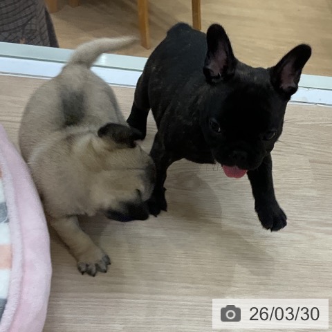 フレンチ・ブルドッグの写真