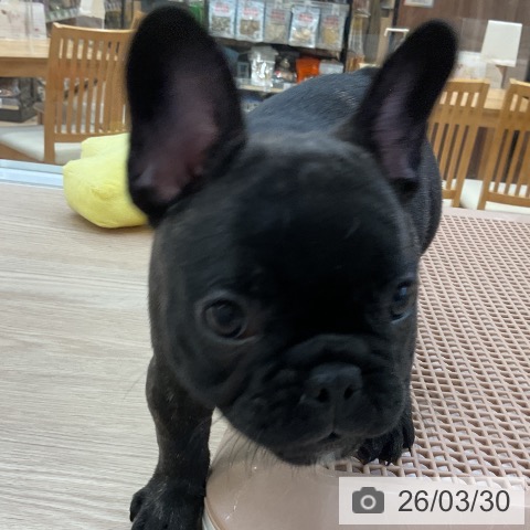 フレンチ・ブルドッグの写真