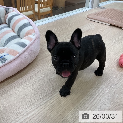 フレンチ・ブルドッグの写真