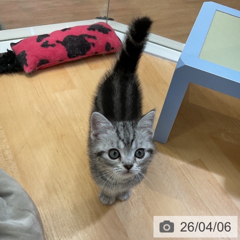 愛知県のアメリカンショートヘアー (ペットプラス mozoワンダーシティ店/2026年1月28日生まれ/女の子/シルバータビー)の子猫の4枚目の画像