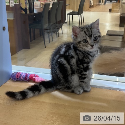 愛知県のアメリカンショートヘアー (ペットプラス mozoワンダーシティ店/2026年1月28日生まれ/女の子/シルバータビー)の子猫の4枚目の画像