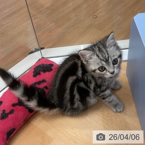 愛知県のアメリカンショートヘアー (ペットプラス mozoワンダーシティ店/2026年1月28日生まれ/女の子/シルバータビー)の子猫の3枚目の画像