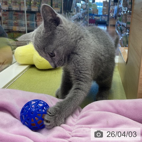 福井県のロシアンブルー (ペットプラス 福井店/2026年1月26日生まれ/男の子/ブルー)の子猫の4枚目の画像