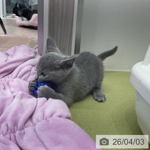 福井県のロシアンブルー (ペットプラス 福井店/2026年1月26日生まれ/男の子/ブルー)の子猫の3枚目の画像