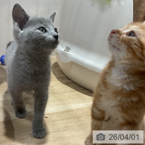 福岡県のロシアンブルー (ペットプラス 八幡東店/2026年1月26日生まれ/男の子/ブルー)の子猫の4枚目の画像