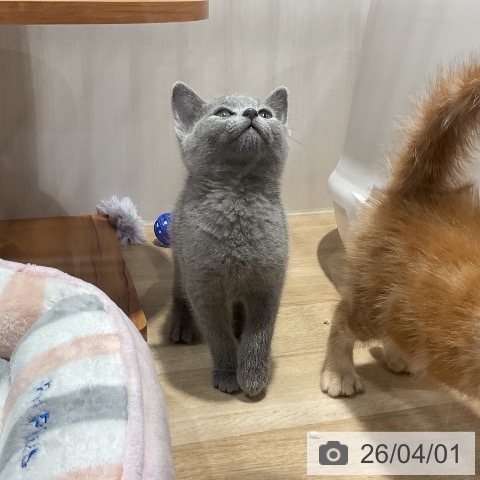 福岡県のロシアンブルー (ペットプラス 八幡東店/2026年1月26日生まれ/男の子/ブルー)の子猫の3枚目の画像
