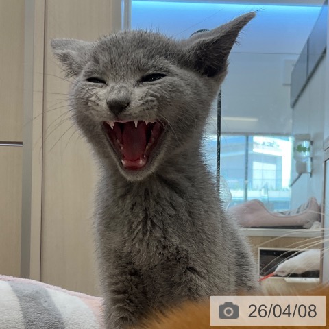 福岡県のロシアンブルー (ペットプラス ららぽーと福岡店/2026年1月26日生まれ/男の子/ブルー)の子猫の4枚目の画像