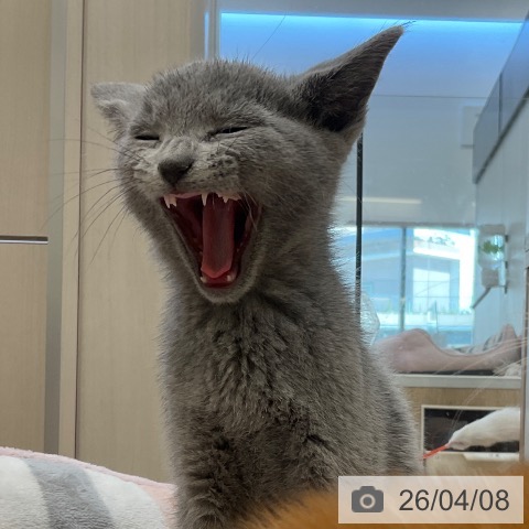 福岡県のロシアンブルー (ペットプラス ららぽーと福岡店/2026年1月26日生まれ/男の子/ブルー)の子猫の3枚目の画像