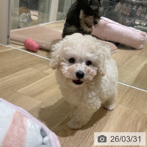 愛知県のトイプードル(トイ) (ペットプラス イオンモール豊川店/2026年1月26日生まれ/男の子/ホワイト)の子犬の3枚目の画像