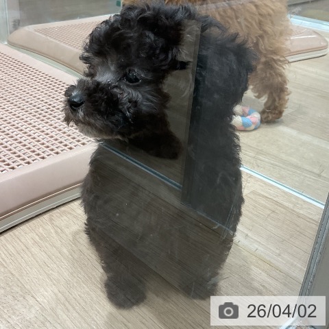 三重県のトイプードル(トイ) (ペットプラス 鈴鹿店/2026年1月26日生まれ/男の子/シルバー)の子犬の4枚目の画像