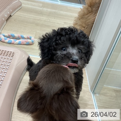 三重県のトイプードル(トイ) (ペットプラス 鈴鹿店/2026年1月26日生まれ/男の子/シルバー)の子犬の3枚目の画像