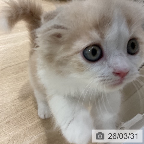 愛知県のスコティッシュフォールド (ペットプラス ナゴヤドーム前店/2026年1月29日生まれ/男の子/クリームタビーホワイト)の子猫の3枚目の画像