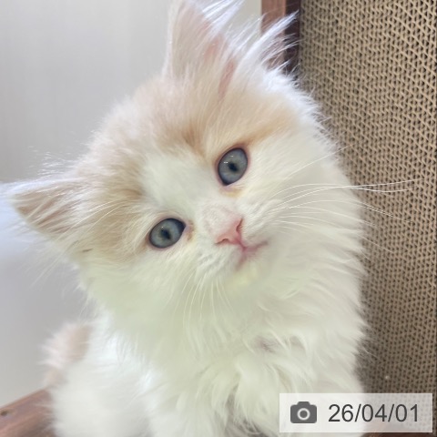 富山県のスコティッシュフォールド (ペットプラス 高岡店/2026年1月29日生まれ/女の子/クリームタビーホワイト)の子猫の3枚目の画像