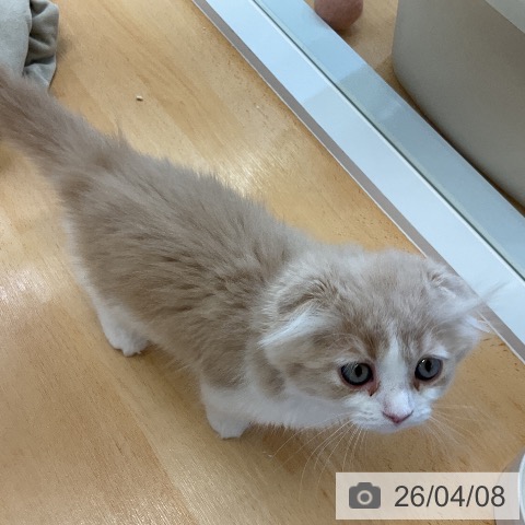 愛知県のスコティッシュフォールド (ペットプラス mozoワンダーシティ店/2026年1月29日生まれ/女の子/クリームタビーホワイト)の子猫の4枚目の画像