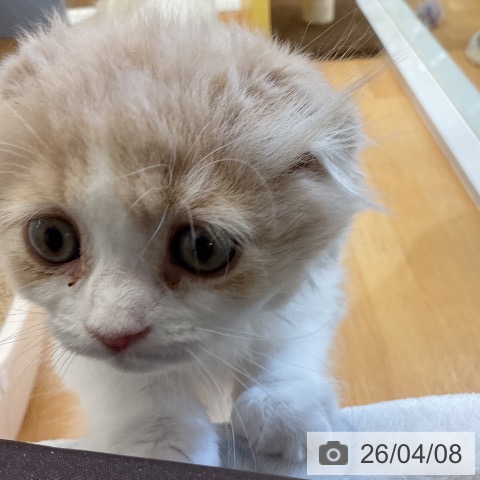 愛知県のスコティッシュフォールド (ペットプラス mozoワンダーシティ店/2026年1月29日生まれ/女の子/クリームタビーホワイト)の子猫の3枚目の画像