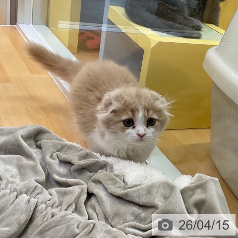 愛知県のスコティッシュフォールド (ペットプラス mozoワンダーシティ店/2026年1月29日生まれ/女の子/クリームタビーホワイト)の子猫の3枚目の画像