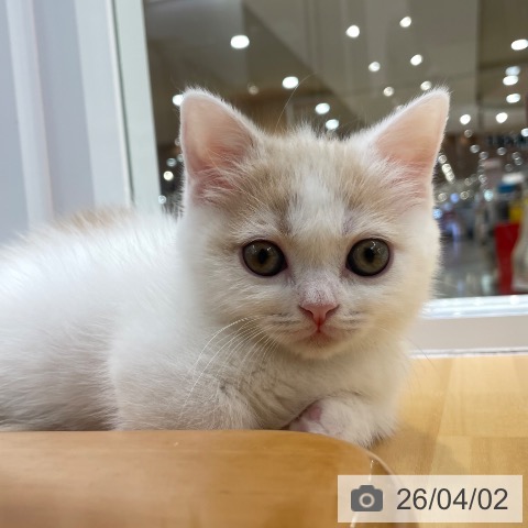 愛知県のマンチカン (ペットプラス 豊田店/2026年1月24日生まれ/女の子/クリームタビーホワイト)の子猫の3枚目の画像