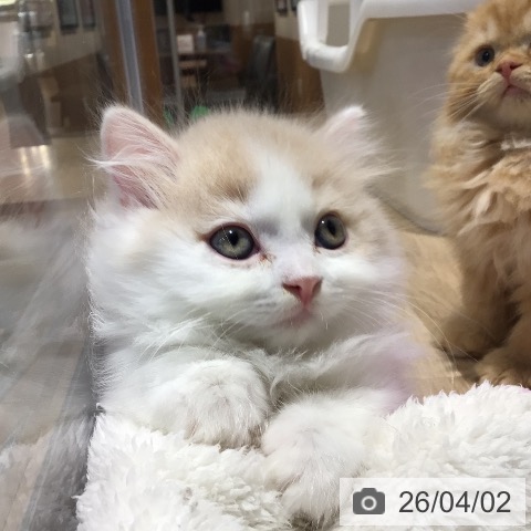 岐阜県のマンチカン (ペットプラス 各務原店/2026年1月24日生まれ/男の子/クリームタビーホワイト)の子猫の4枚目の画像