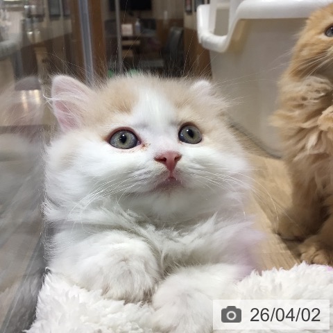 岐阜県のマンチカン (ペットプラス 各務原店/2026年1月24日生まれ/男の子/クリームタビーホワイト)の子猫の3枚目の画像