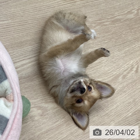 石川県のチワワ(ロング) (ペットプラス 白山店/2026年1月28日生まれ/男の子/レッド)の子犬の4枚目の画像