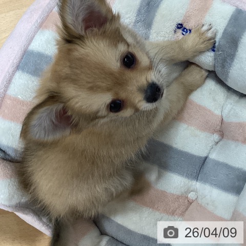 石川県のチワワ(ロング) (ペットプラス 新小松店/2026年1月28日生まれ/男の子/レッド)の子犬の4枚目の画像