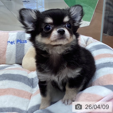 愛知県のチワワ(ロング) (ペットプラス イオンモール長久手店/2026年1月28日生まれ/男の子/ブラックタン)の子犬の4枚目の画像