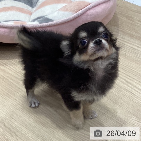 愛知県のチワワ(ロング) (ペットプラス イオンモール長久手店/2026年1月28日生まれ/男の子/ブラックタン)の子犬の3枚目の画像