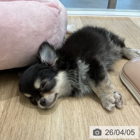 愛知県のチワワ(ロング) (ペットプラス 熱田店/2026年1月28日生まれ/女の子/ブラックタン)の子犬の3枚目の画像