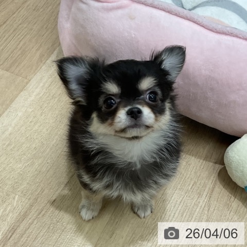 愛知県のチワワ(ロング) (ペットプラス 熱田店/2026年1月28日生まれ/女の子/ブラックタン)の子犬の3枚目の画像