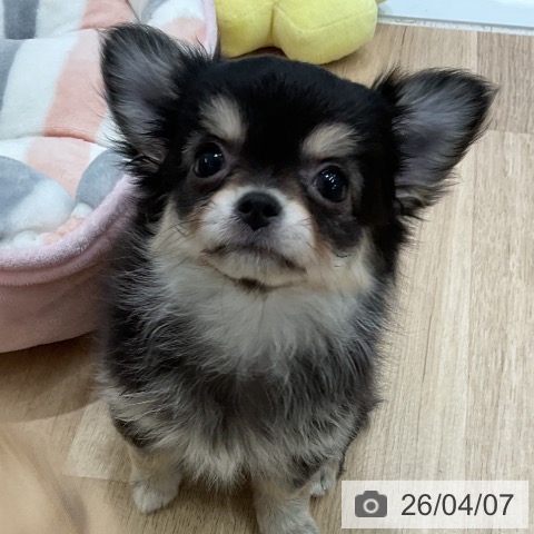 愛知県のチワワ(ロング) (ペットプラス 熱田店/2026年1月28日生まれ/女の子/ブラックタン)の子犬の3枚目の画像