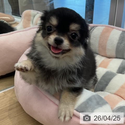 愛知県のチワワ(ロング) (ペットプラス 熱田店/2026年1月28日生まれ/女の子/ブラックタン)の子犬の4枚目の画像