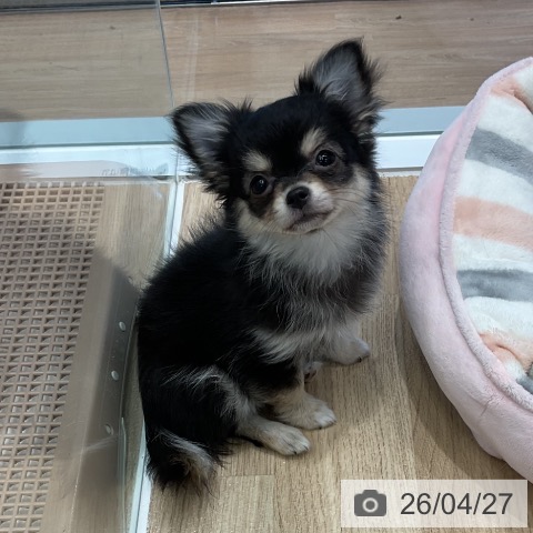 愛知県のチワワ(ロング) (ペットプラス 熱田店/2026年1月28日生まれ/女の子/ブラックタン)の子犬の3枚目の画像