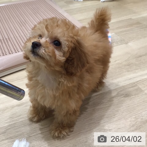 トイ・プードルの写真