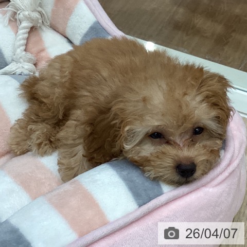 トイ・プードルの写真