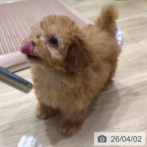 トイ・プードルの写真