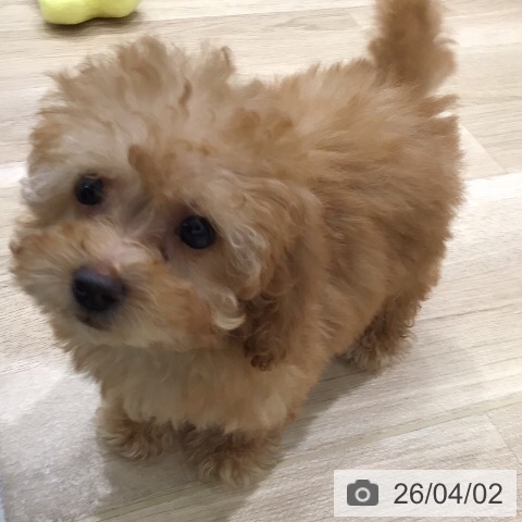 岐阜県のトイプードル(トイ) (ペットプラス 各務原店/2026年1月22日生まれ/女の子/アプリコット)の子犬の4枚目の画像