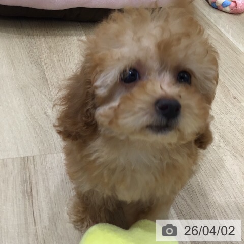 岐阜県のトイプードル(トイ) (ペットプラス 各務原店/2026年1月22日生まれ/女の子/アプリコット)の子犬の3枚目の画像