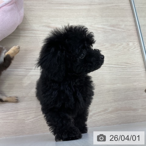 愛知県のトイプードル(トイ) (ペットプラス ナゴヤドーム前店/2026年1月22日生まれ/女の子/ブラック)の子犬の4枚目の画像