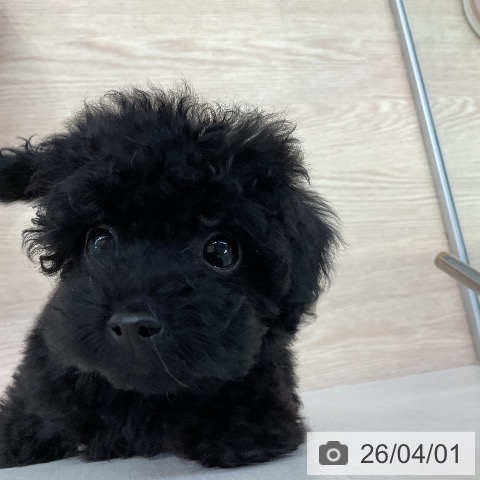 愛知県のトイプードル(トイ) (ペットプラス ナゴヤドーム前店/2026年1月22日生まれ/女の子/ブラック)の子犬の3枚目の画像
