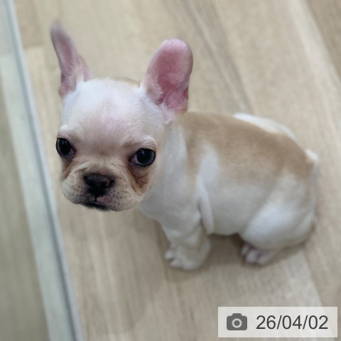 岐阜県のフレンチブルドッグ (ペットプラス 光ケ丘店/2026年1月19日生まれ/女の子/クリーム)の子犬の4枚目の画像