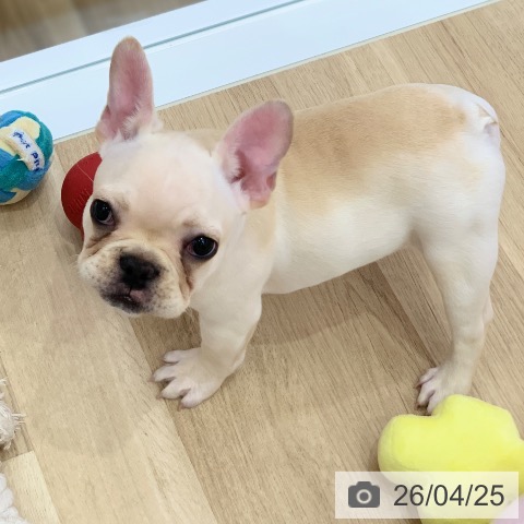 岐阜県のフレンチブルドッグ (ペットプラス 光ケ丘店/2026年1月19日生まれ/女の子/クリーム)の子犬の4枚目の画像