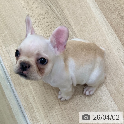 岐阜県のフレンチブルドッグ (ペットプラス 光ケ丘店/2026年1月19日生まれ/女の子/クリーム)の子犬の3枚目の画像