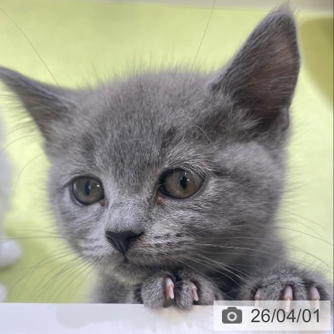 富山県のマンチカン (ペットプラス 高岡店/2026年1月28日生まれ/女の子/ブルー)の子猫の3枚目の画像