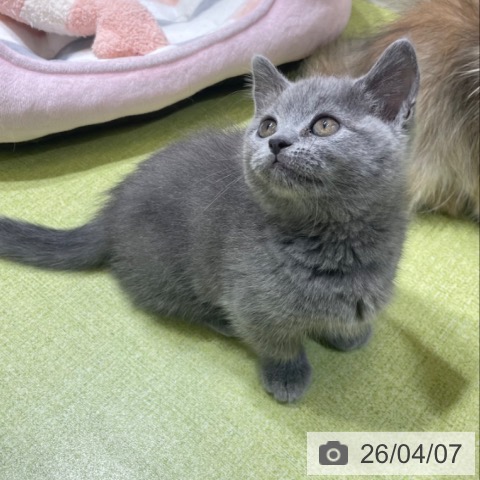 富山県のマンチカン (ペットプラス 高岡店/2026年1月28日生まれ/女の子/ブルー)の子猫の4枚目の画像