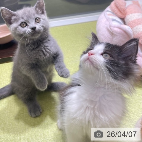 富山県のマンチカン (ペットプラス 高岡店/2026年1月28日生まれ/女の子/ブルー)の子猫の3枚目の画像